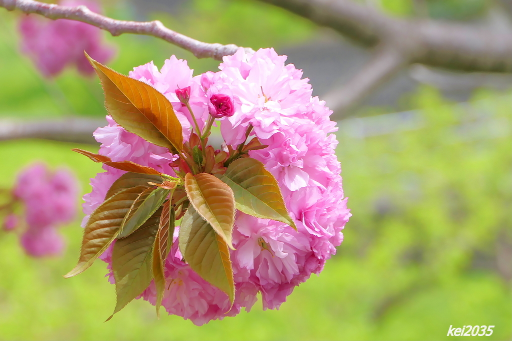 宗堂桜