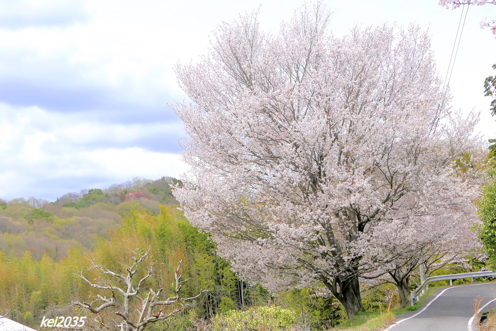 岩屋山の桜