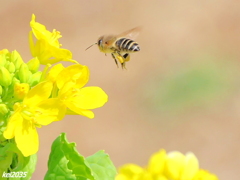 蜜蜂＆菜の花