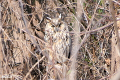 トラフズクNO.1