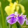 花菖蒲