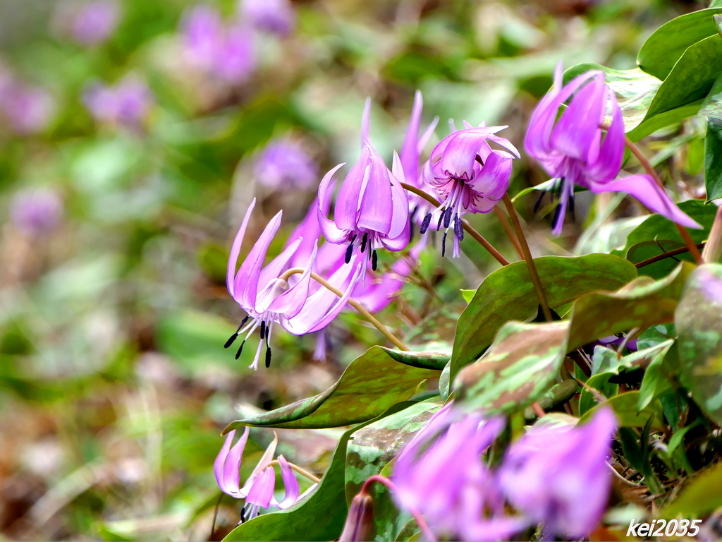 カタクリの花