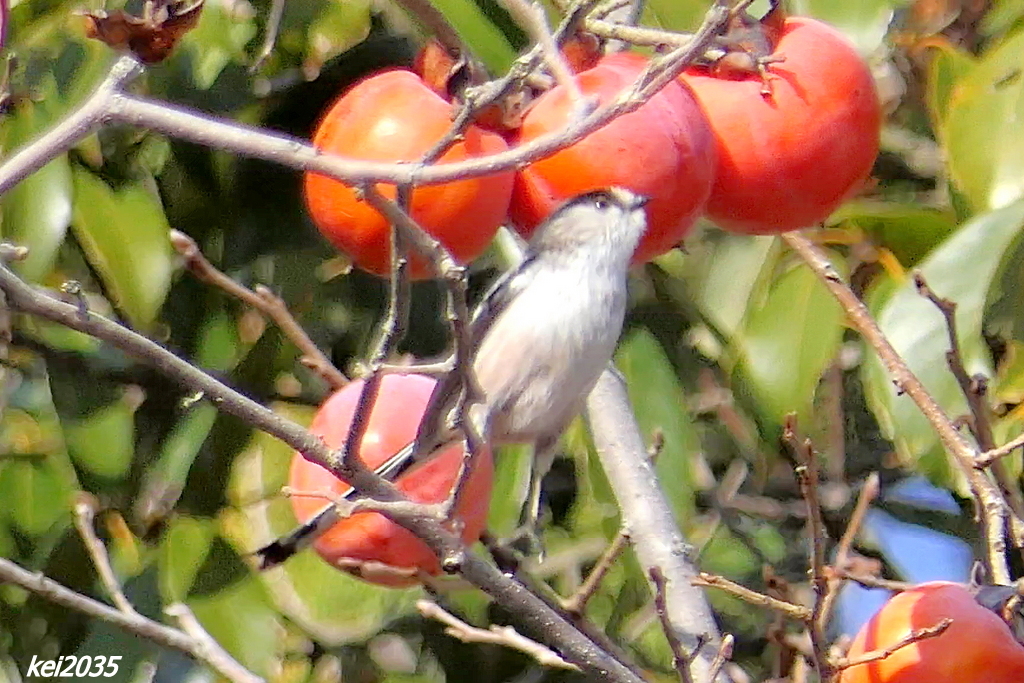 エナガのジャンプNO.4