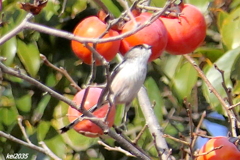 エナガのジャンプNO.4