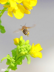 蜜蜂＆菜の花　NO.3
