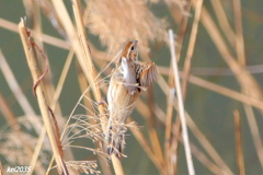 オオジュリンNO.2　