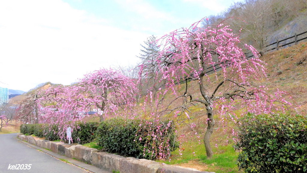 神崎梅園「枝垂れ梅」」