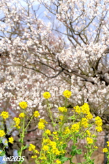 菜の花＆梅の花