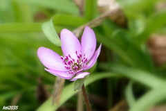 山野草　