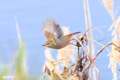 ジョウビタキ　NO.2