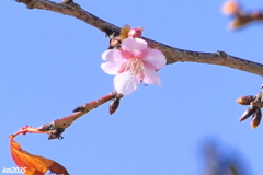 河津桜　