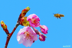 河津桜＆蜜蜂