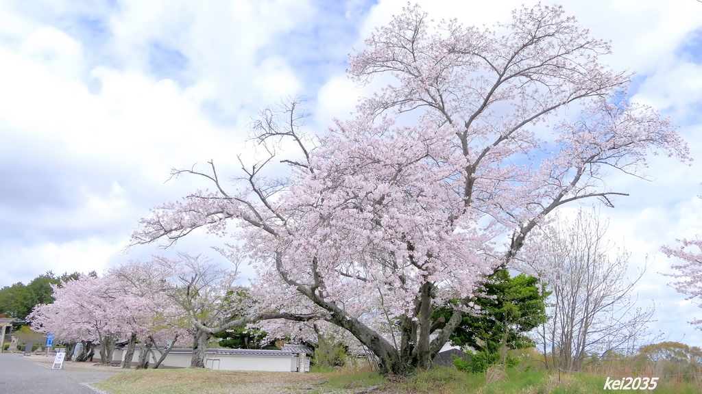 上寺の桜