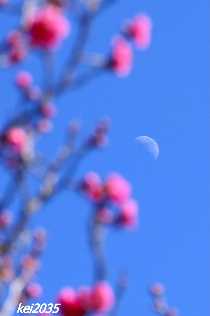 昼間の月と紅梅