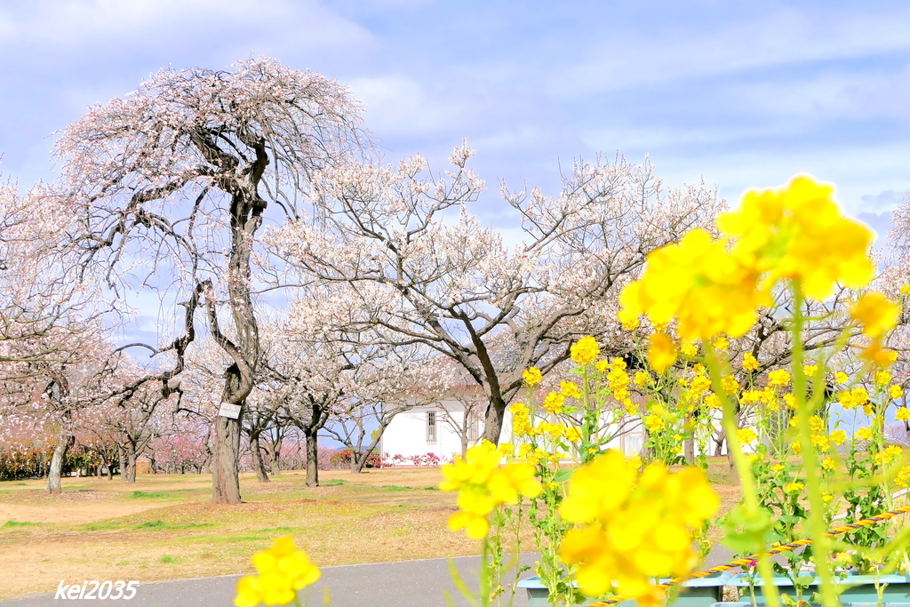 菜の花＆梅の花
