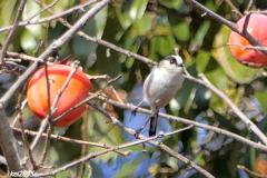 エナガのジャンプNO.1