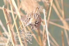 オオジュリンNO.3　