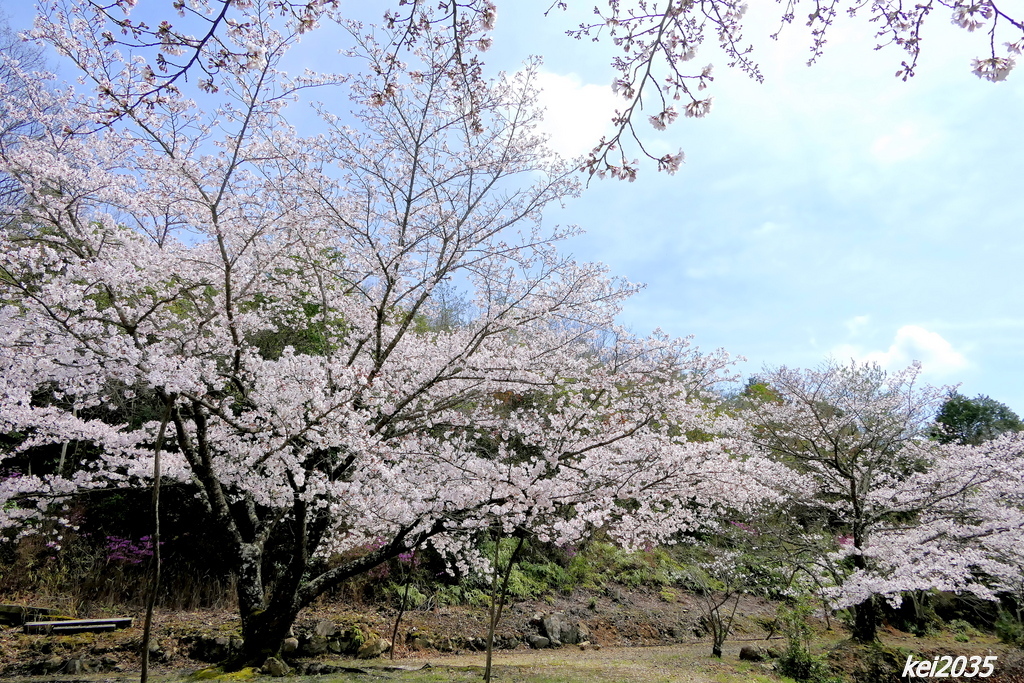 岩屋山の桜