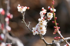 「白梅」神崎梅園 