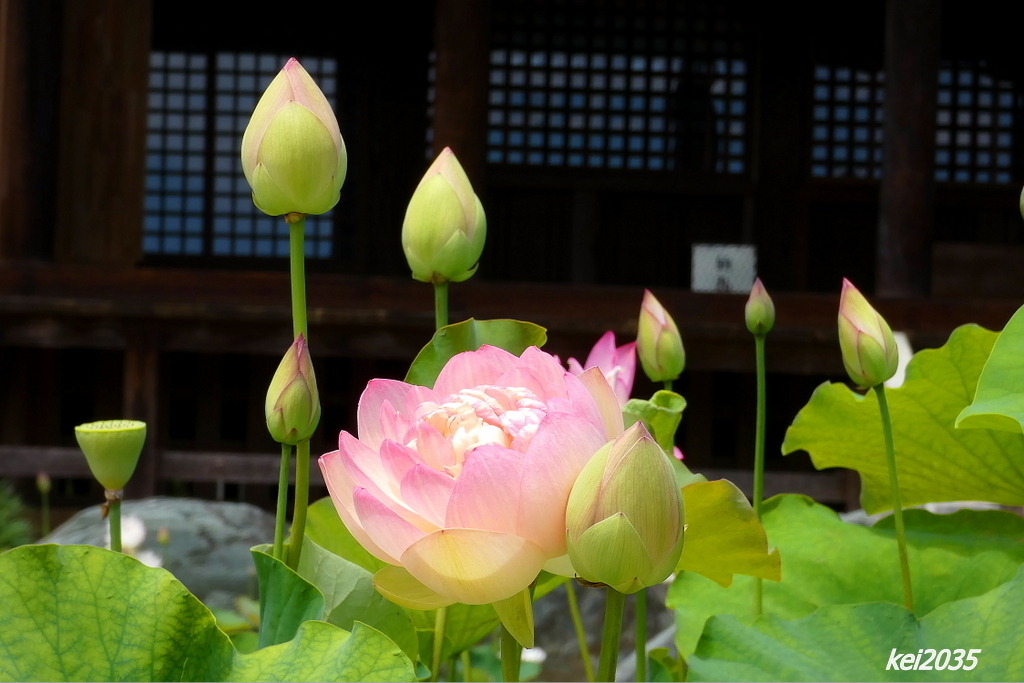 上寺山餘慶寺のハス