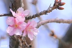 河津桜　