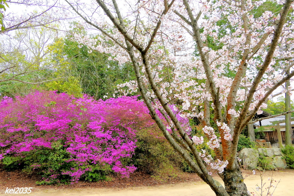 貴船神社の桜とツツジ