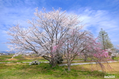 桜