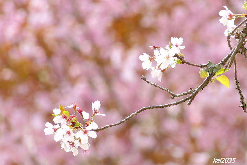 桜