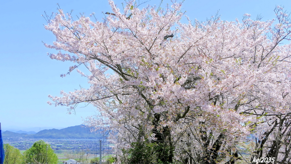 けしご山の桜