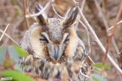 トラフズクNO.2
