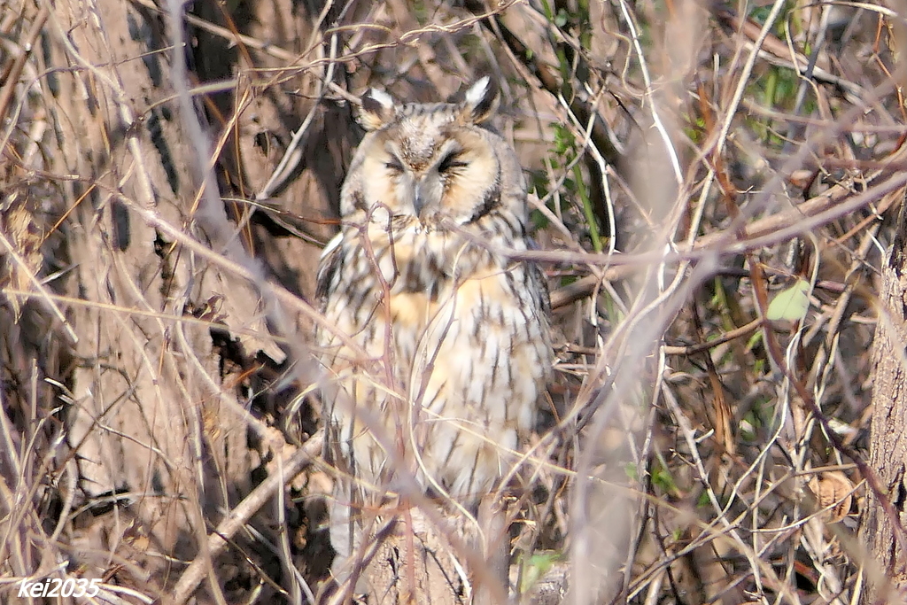 トラフズクNO.4