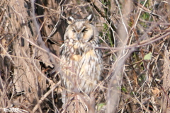 トラフズクNO.4