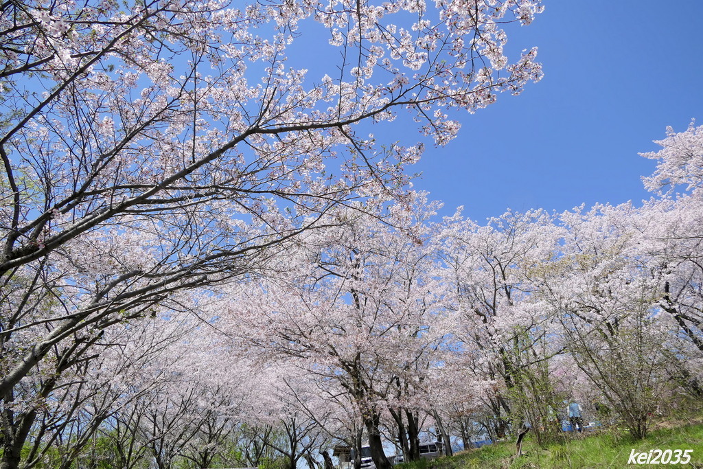 けしご山の桜