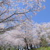 けしご山の桜