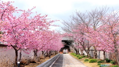 妙林寺の河津桜