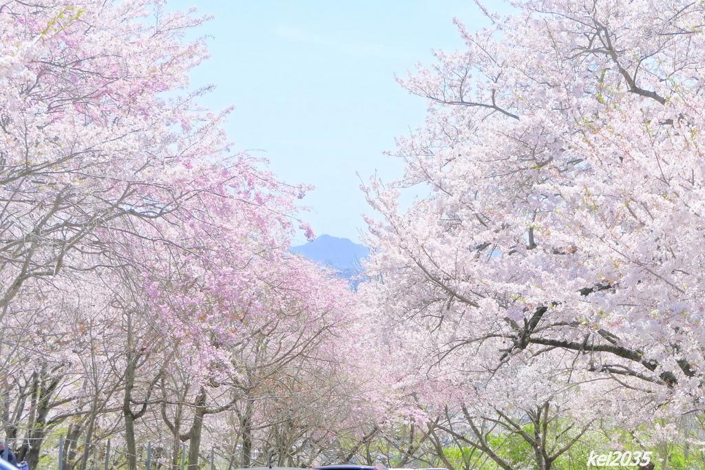 けしご山の桜