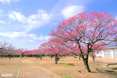 紅梅（神崎梅園）