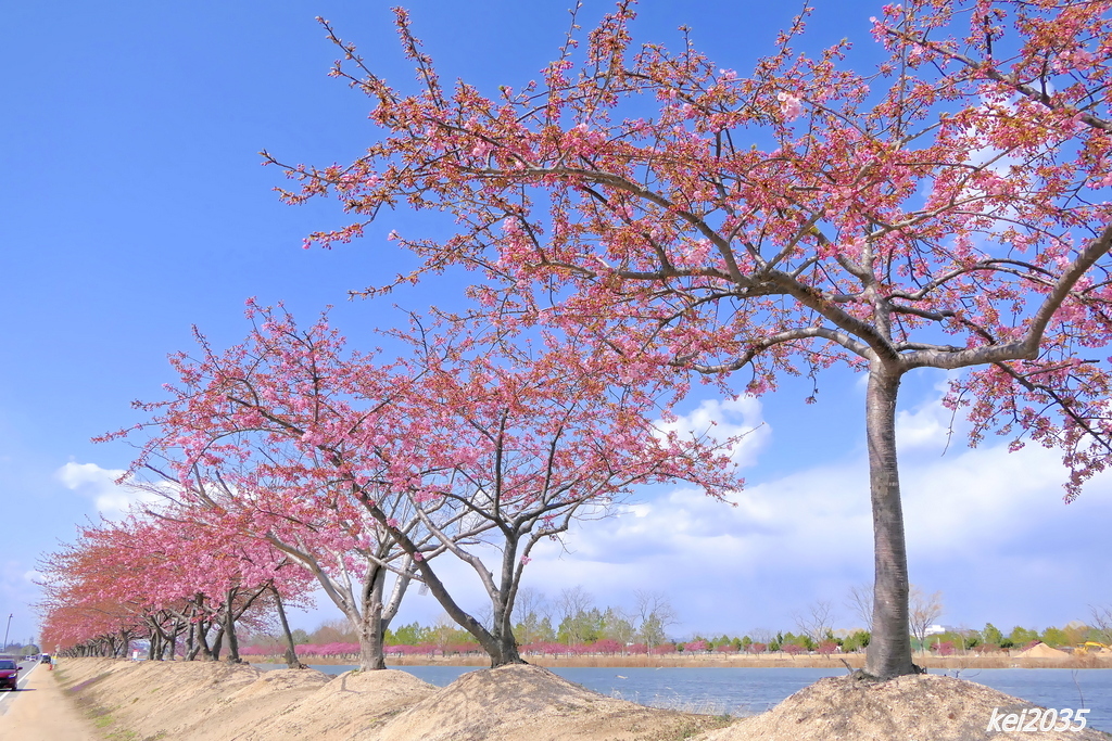 河津桜