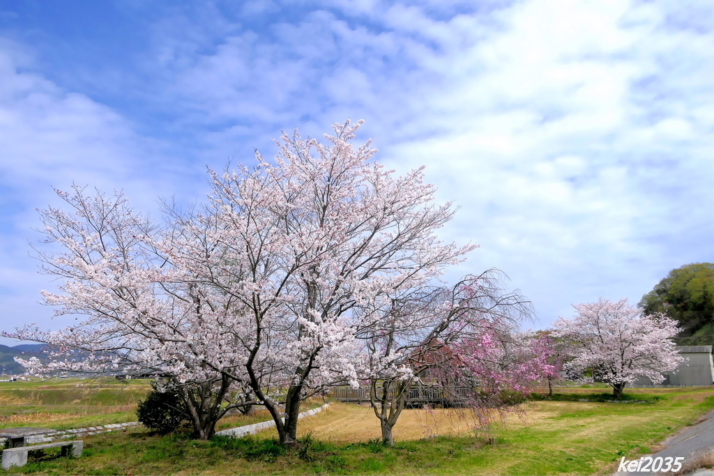桜