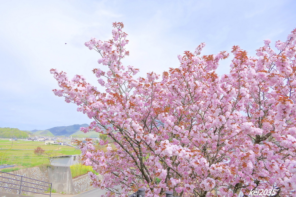 宗堂桜