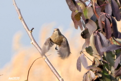 ジョウビタキの飛翔　NO.3