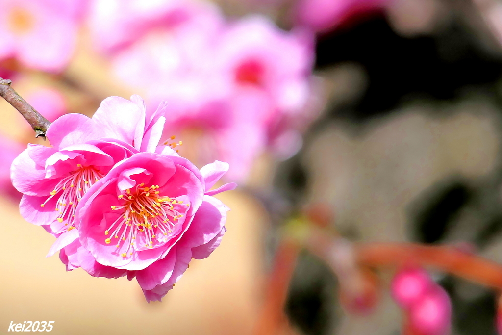 神崎梅園「紅梅」