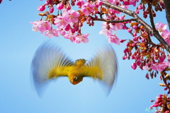 メジロ＆河津桜