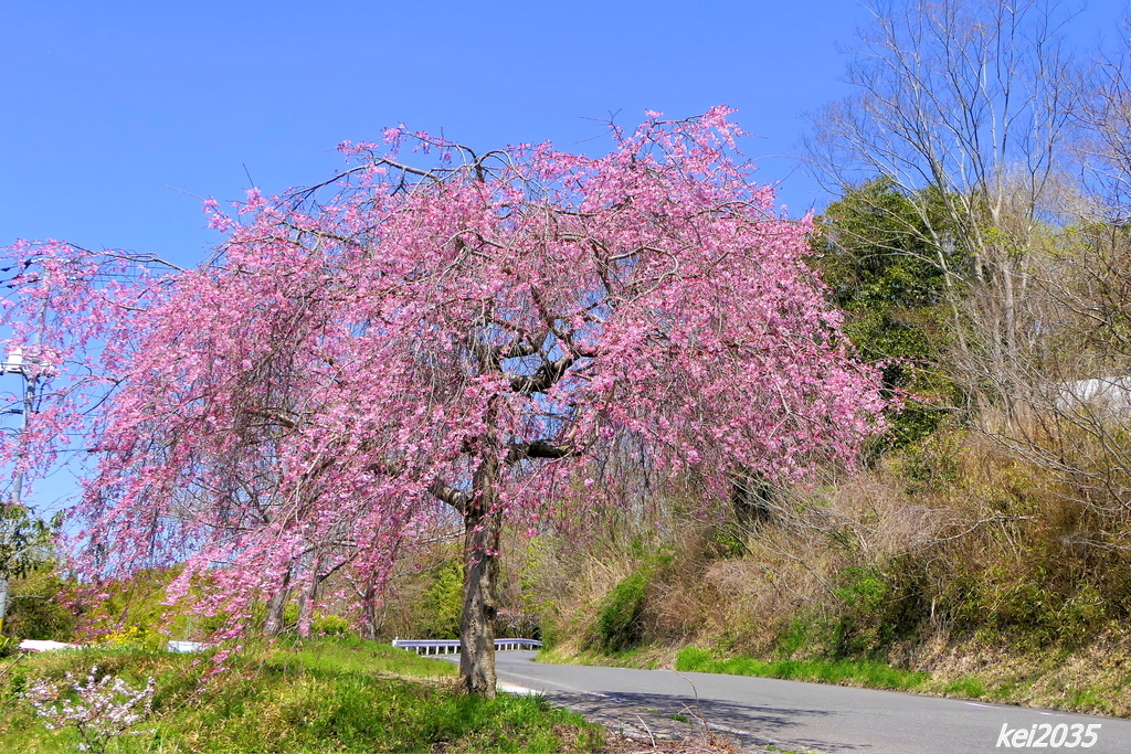 　桜　