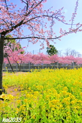 菜の花＆河津桜