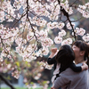 桜と親子