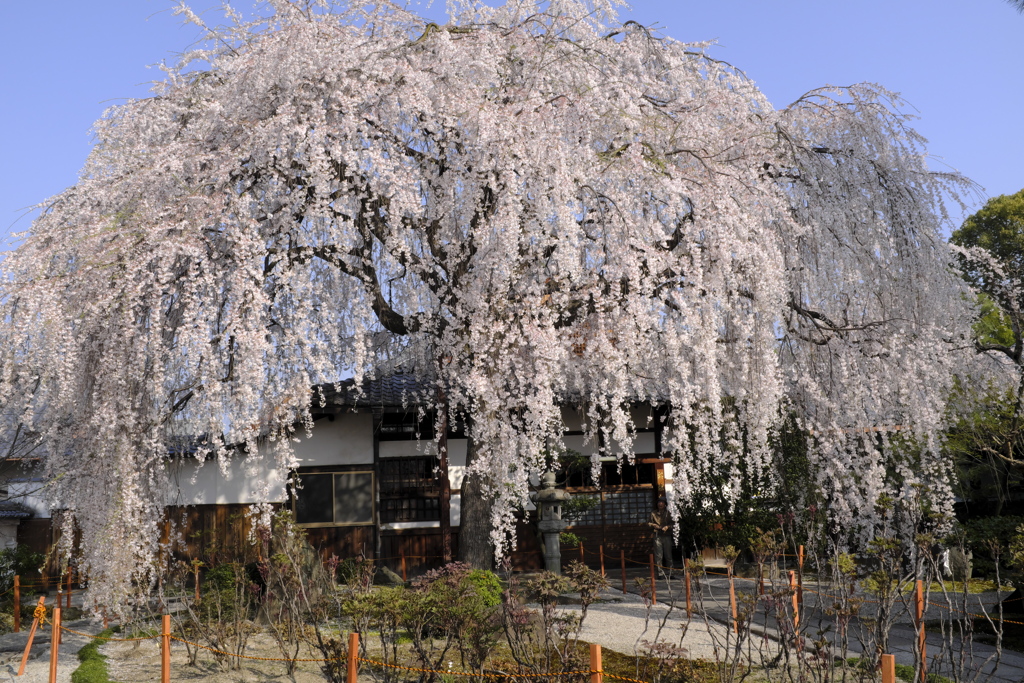 本満寺１