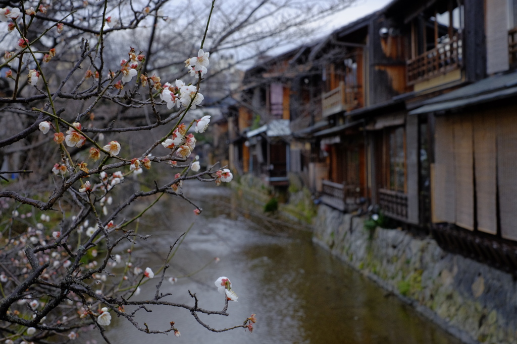 京の春遠からじ