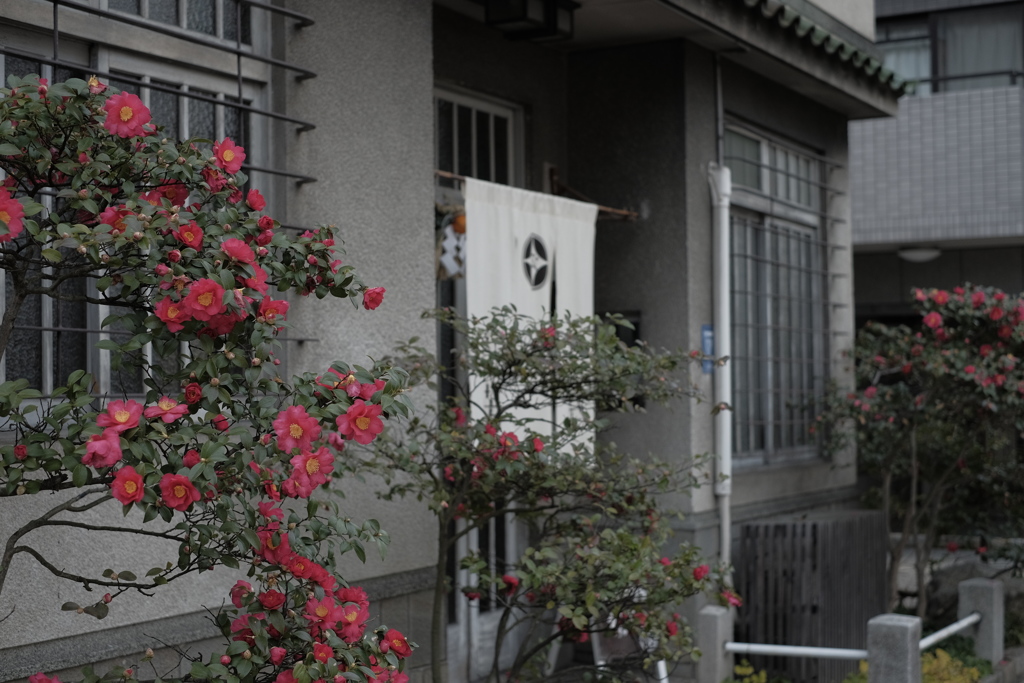 椿か山茶花か、わからない