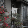 椿か山茶花か、わからない